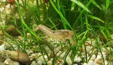 Kleinster Zwergflusskrebs